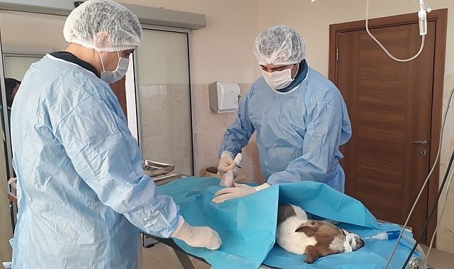 Sokak hayvanlarının dostu, İnegöl Belediyesi
