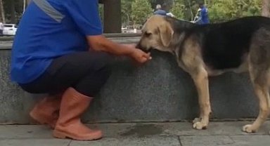 Susuz kalan köpeğe eliyle su içirdi