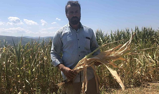 Susuz kalan yüzlerce dönümdeki mahsuller kurudu