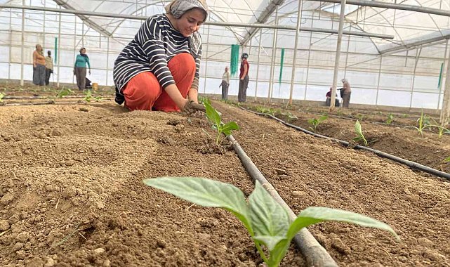 Tamamı ihraç edilen Kaliforniya biber fideleri toprakla buluştu