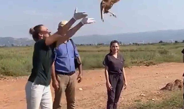Tedavisi tamamlanan kızıl şahin doğaya salındı