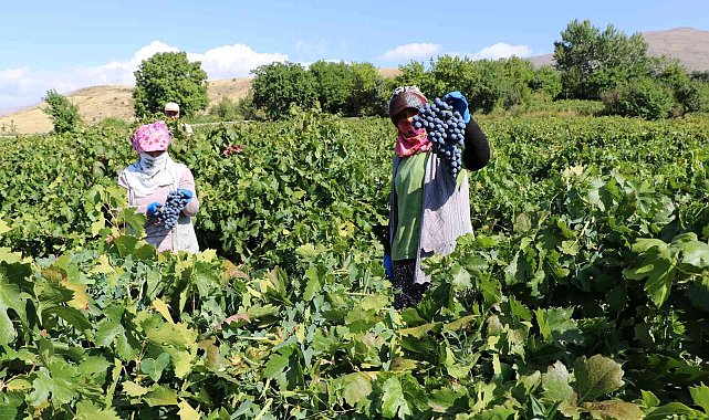 Tescilli Cimin üzümünde hasat zamanı