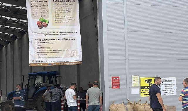 TMO Düzce'de fındık alımına başladı
