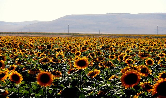 Ucu bucağı görünmeyen ayçiçeği tarlaları, kartpostallık görüntüler ortaya çıkartıyor