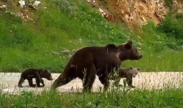 Uludağ'da yaban hayatı
