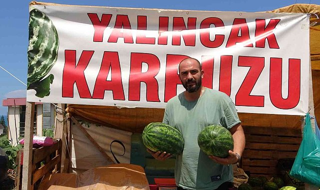Yalıncak Karpuzunda hasat rötarlı başladı