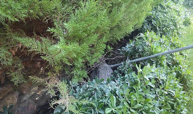 Yaralı domuz için seferber oldular