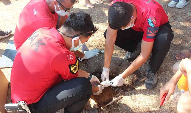 Yaralı domuza, jandarmadan ilk yardım