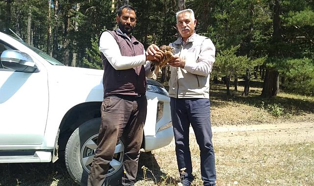 Yaralı kızıl şahin tedavi altına alındı