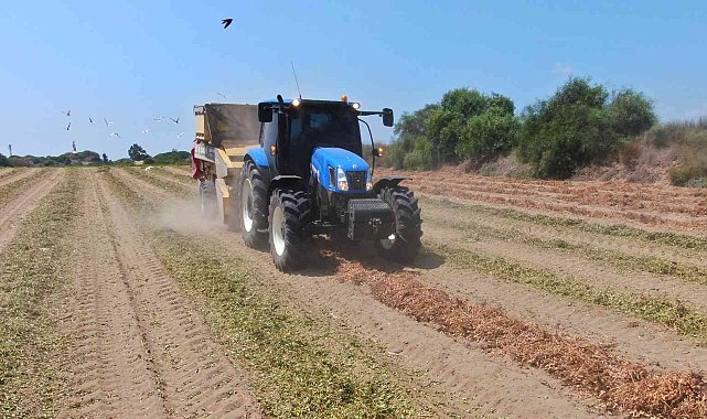 Yer fıstığında hasat zamanı: Kilosu 24 lira