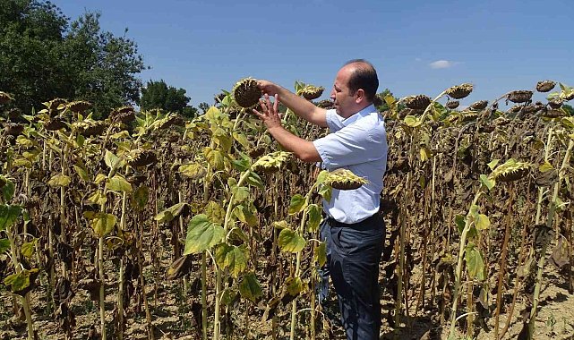 Yerli Hibrit Tohum Tekirdağ'da yeşeriyor