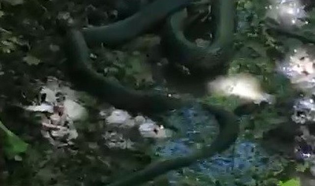 Yılanların birbirini yemeye çalışması görüntülendi