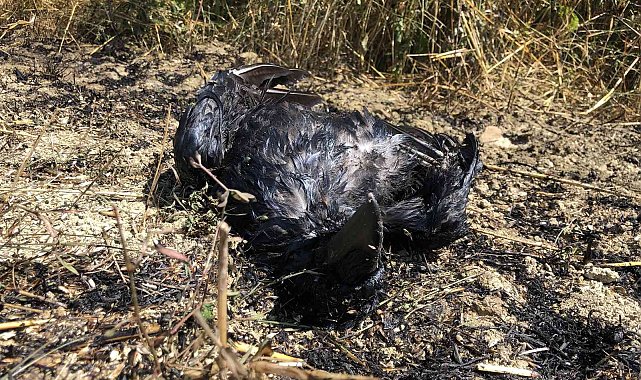 Yüksek gerilime kapılan karga az daha köyü yakacaktı
