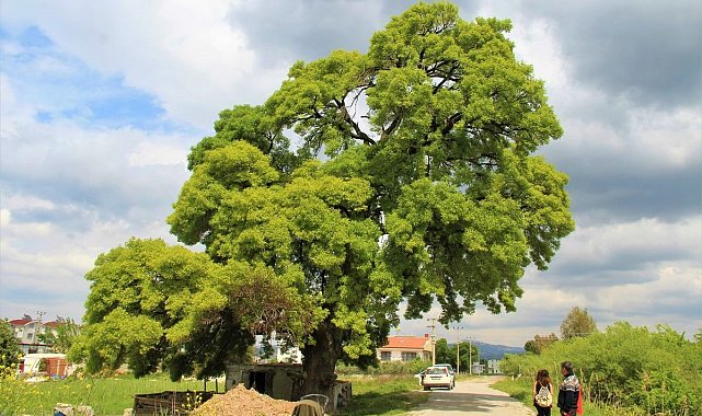 208 yaşındaki ağaç için seferber oldular