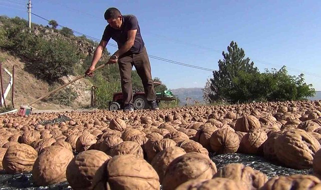 'Kabuğuna sığmayan lezzetin hasadı başladı