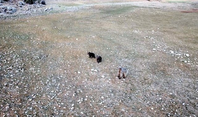 Anne ve yavru ayıların Munzurlarda kameraya yansıyan neşeli anları belgeselleri aratmadı