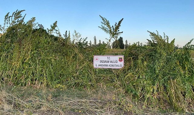 Ayçiçek ve mısır tarlaları arasına ekili olan 1 milyon 650 bin kök kenevir bitkisi ele geçirildi