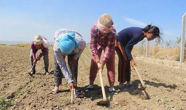 Aydın'da çiftçi yaşı yükselmeye devam ediyor