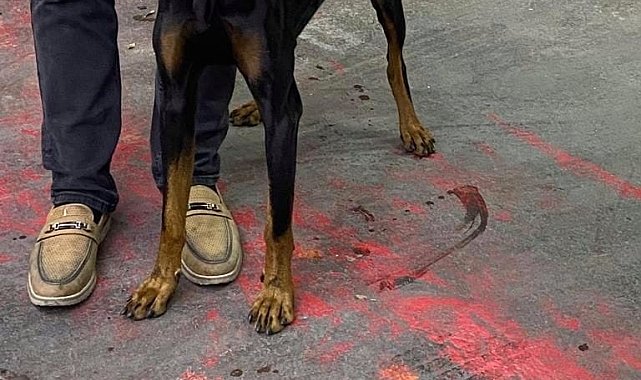 Bağcılarda, motosikletiyle köpeği peşinden koşturan şahıs yakalandı