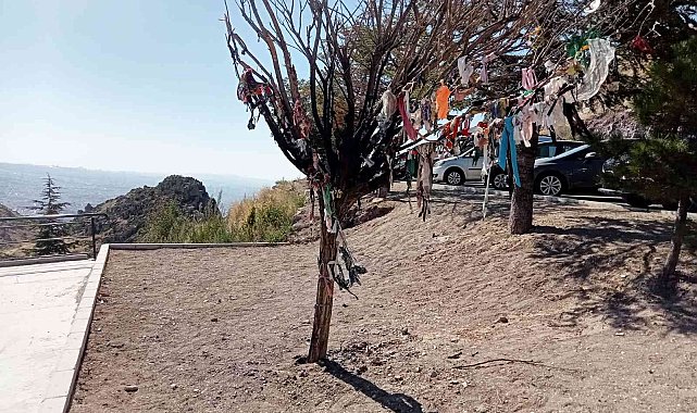 Cemevi bahçesindeki dilek ağacı provokatörler tarafından yakıldı