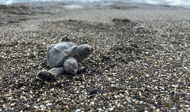 Çift başlı yeşil deniz kaplumbağası şaşırttı