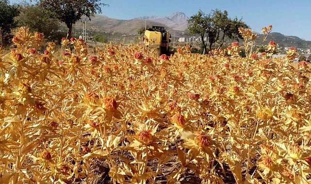Çiftçi belediye Talas şimdi de Aspir hasadı yaptı