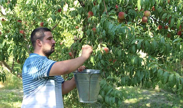 Doğu'nun Çukurova'sında şeftali hasadı başladı