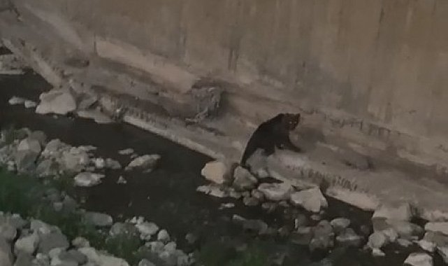 Gümüşhane'de kent merkezine kadar inen ayı kameralara yakalandı