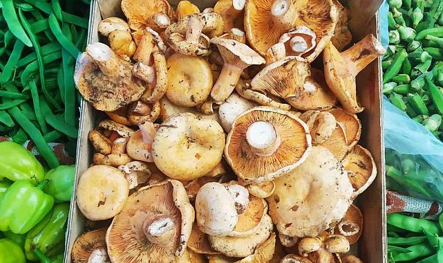 İlk kanlıca mantarı tezgahlarda yerini aldı: Kilogramı 80 TL'den satılıyor