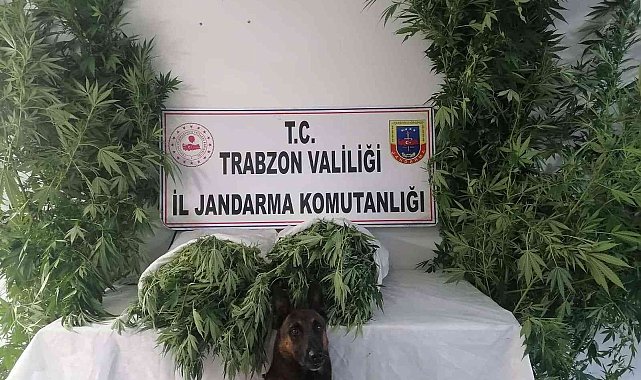 Jandarma narkotik timleri ve JASAT dedektiflerinden ortak operasyon