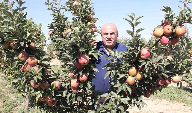 Karaman'da dalları elma bastı