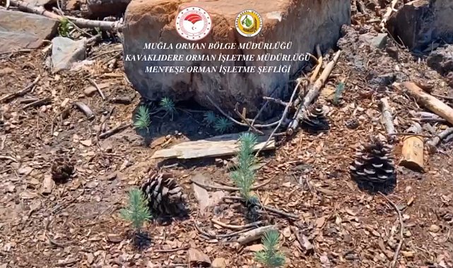 Kavaklıdere'de yanan alanlarda çalışmalar sürüyor