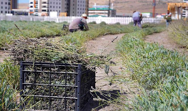 Keçiören'de lavanta hasadı yapıldı