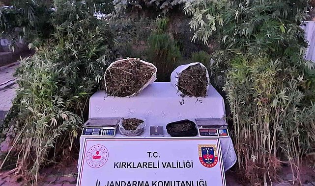 Kırklareli'nde 558 kök Hint keneviri ele geçirildi