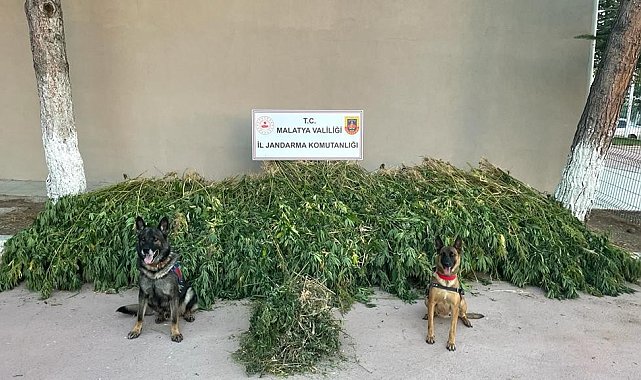 Malatya'da dronlu uyuşturucu operasyonu