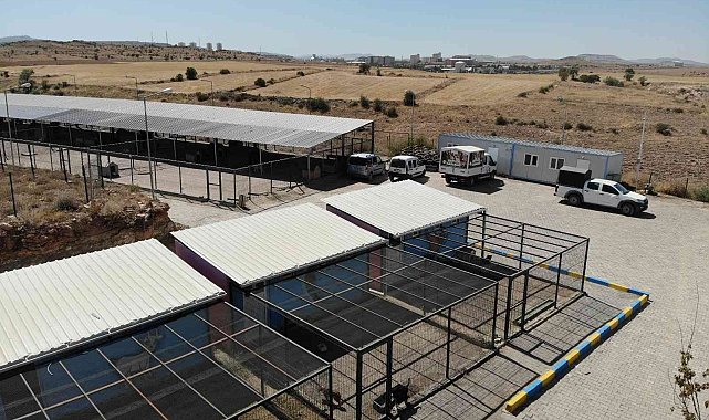 Nevşehir'de binden fazla sokak hayvanı kısırlaştırıldı