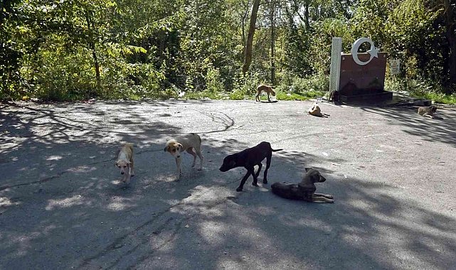 Ormanlık alana bırakılan köpekler açlıktan ölmek üzere