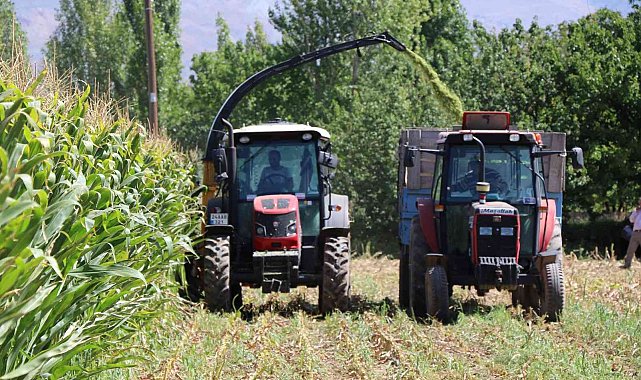Silajlık mısır hasadı Erzincan'da başladı