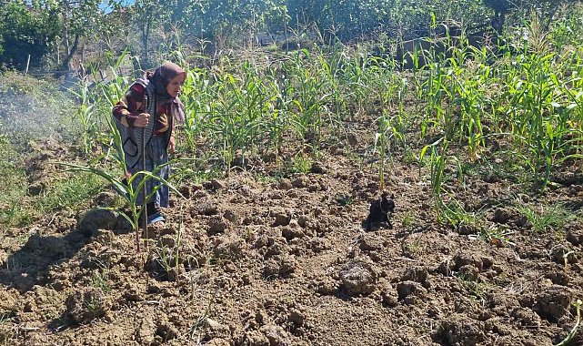Sinop'ta kuru otları tutuşturan vatandaş az daha köyü yakıyordu