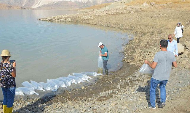 Şırnak'taki barajlar sazanla canlanıyor