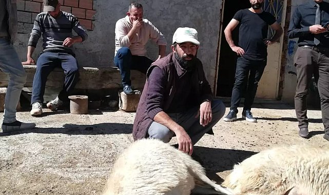 Sürüye dalan 2 kurt 5 koyunu telef etti