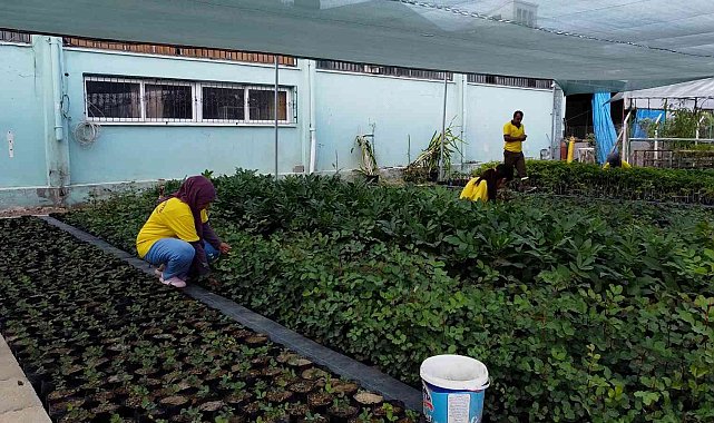Tarsus'ta belediyeye ait fidanlıklarda tarımsal üretime destek veriliyor