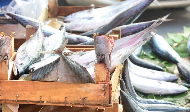 Tekirdağ'da palamudun tanesi iriliğine göre 25 ve 50 TL'ye kadar düştü