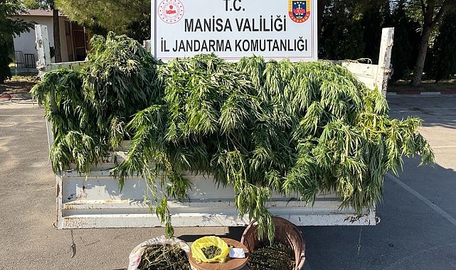 Turgutlu'da meyve ağaçlarının arasında kenevir yakalandı