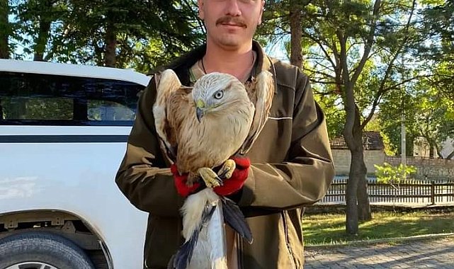 Vatandaşların bulduğu yaralı yavru kartal, koruma altına alındı