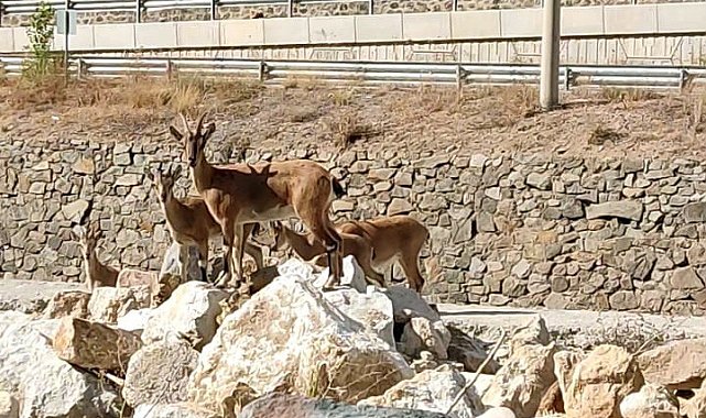 Yaban keçileri Torul ilçe merkezine indi