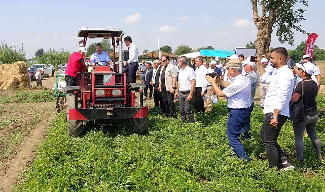 Yerli ve milli "Ayşehanım" yer fıstığının hasadı başladı