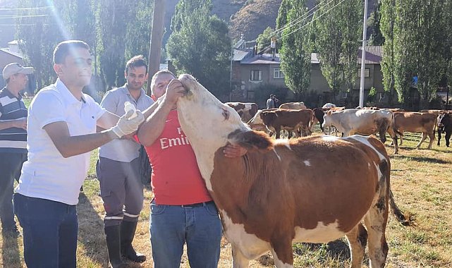 Yoncadan şişen 60 büyükbaş hayvan kurtarıldı