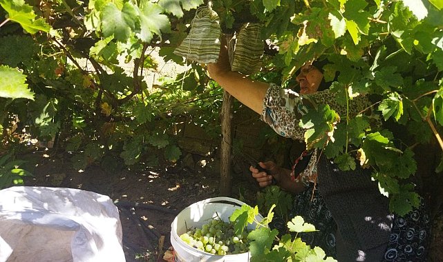 Yunusemre'de bağ bozumu başladı