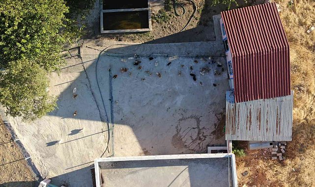 Yurt dışında gördü, Lice'de milyonluk 'Pomeranian' çiftliği kurdu